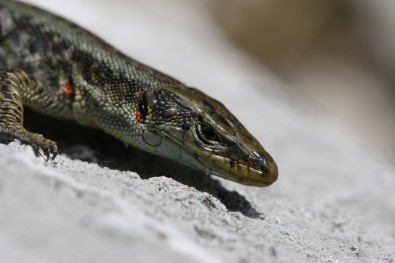 Dinarolacerta mosorensis: Mt. Prenj